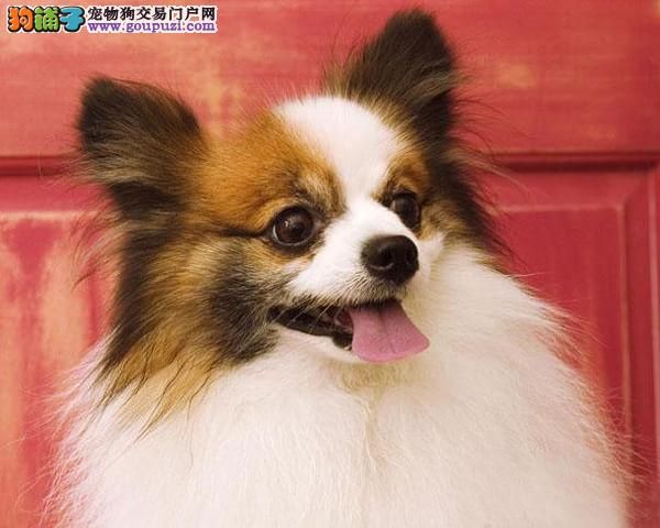 自家直销听话的蝴蝶犬宝宝/CKU认证品质绝对保证 