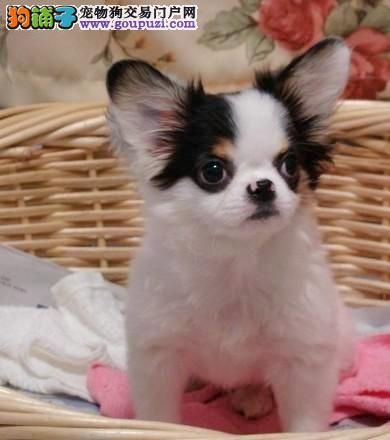 本地出售蝴蝶犬、斗牛犬、比格犬、贵宾犬、泰迪可自提 