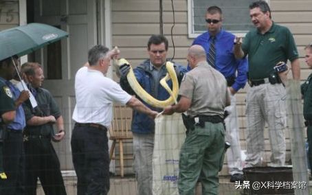 宠物蛇有多大的杀伤力？看似温和的蛇为什么会杀死主人