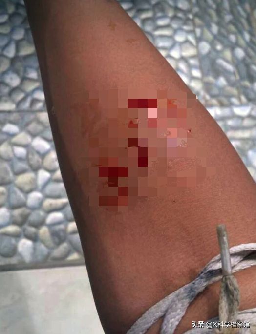 宠物蛇有多大的杀伤力？看似温和的蛇为什么会杀死主人