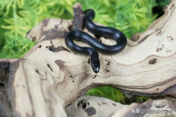 四种适合新手饲养的宠物蛇，你心动了吗？