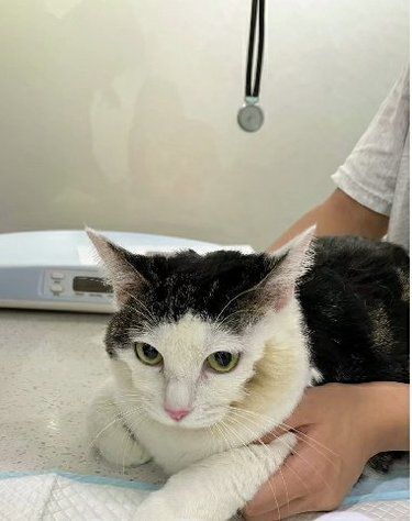 猫咪黑下巴？可以来思琪宠物医院 