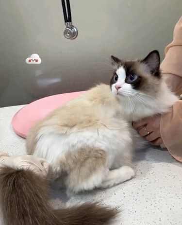 布偶猫难产的惊险与幸运[礼花]