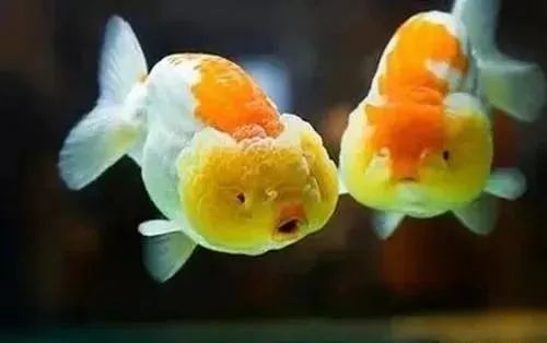 长期不在家金鱼怎么办？四招详解，让您出门放心！