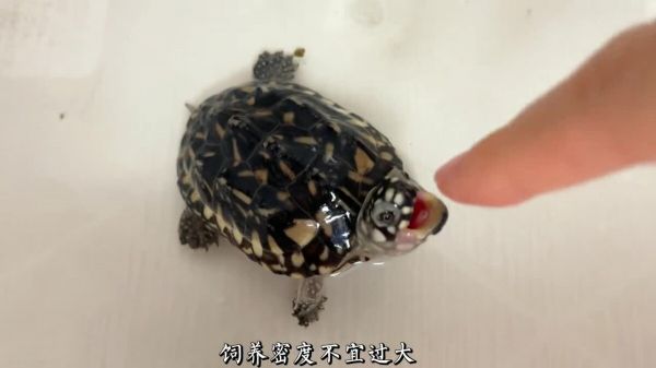 新手养龟必看,实用养龟知识!