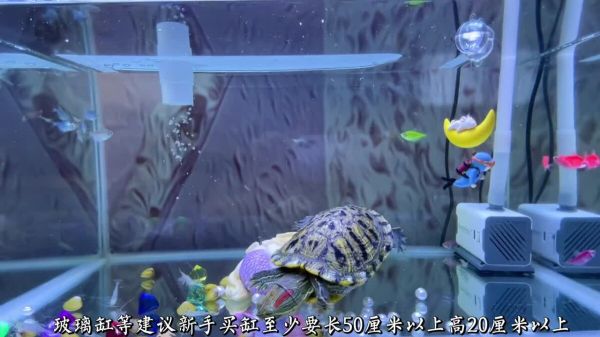 新手养龟必看,实用养龟知识!