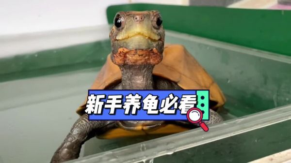 新手养龟必看,实用养龟知识!
