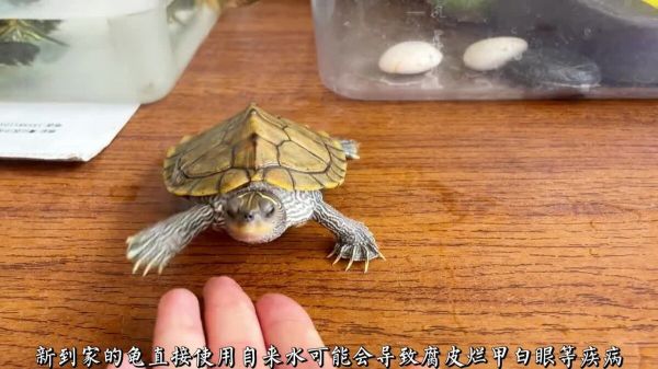 新手养龟必看,实用养龟知识!
