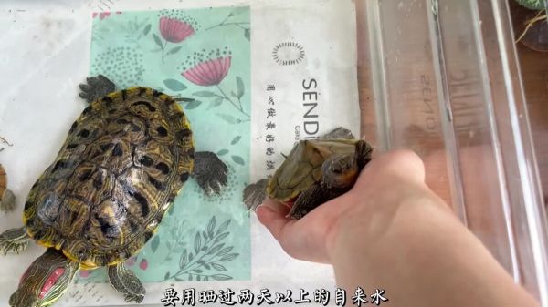 新手养龟必看,实用养龟知识!