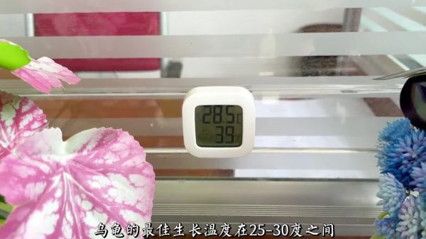 新手养龟必看,实用养龟知识!