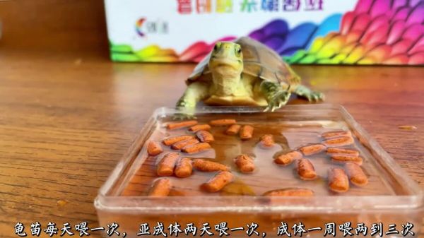 新手养龟必看,实用养龟知识!