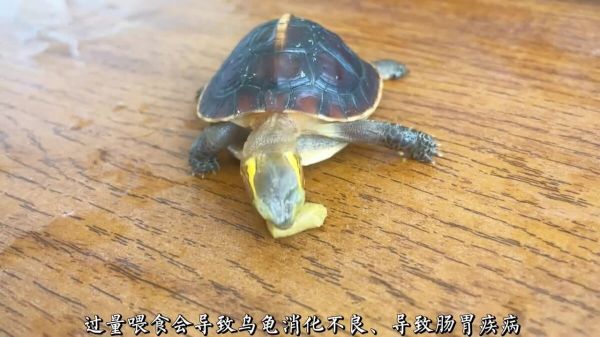新手养龟必看,实用养龟知识!