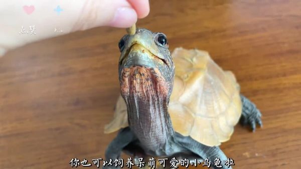 新手养龟必看,实用养龟知识!