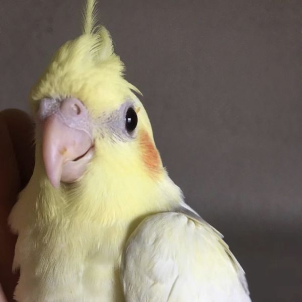 店主头像