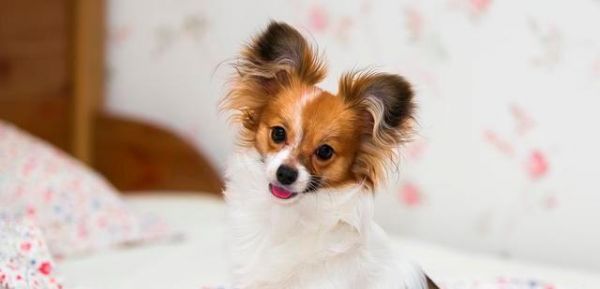 蝴蝶犬的历史与现代饲养（从宫廷贵族到现代宠物，蝴蝶犬的演变）
