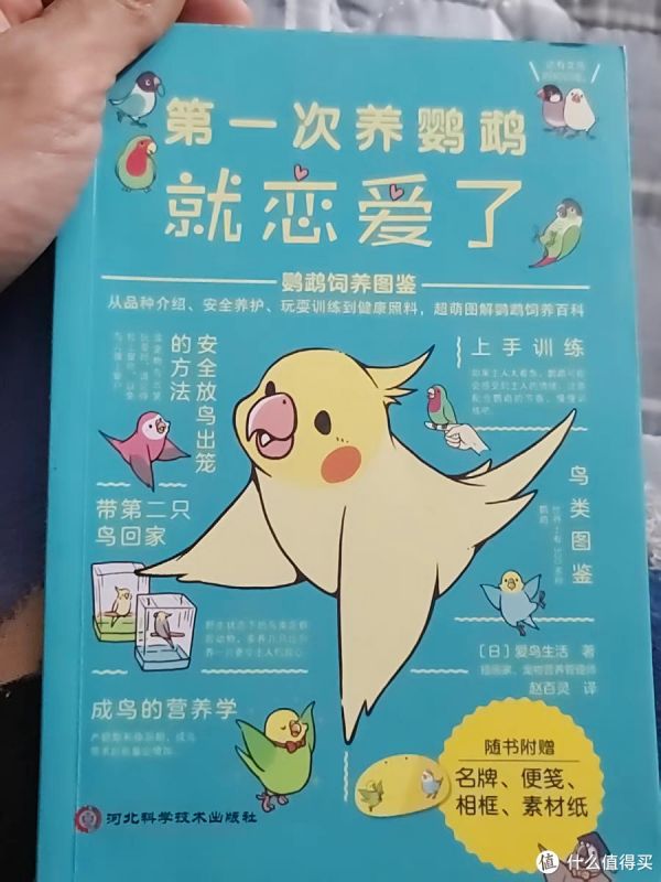 第一次养鹦鹉就恋爱了——鹦鹉饲养图鉴