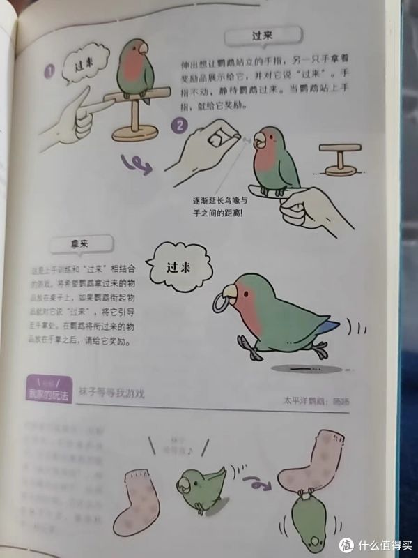第一次养鹦鹉就恋爱了——鹦鹉饲养图鉴