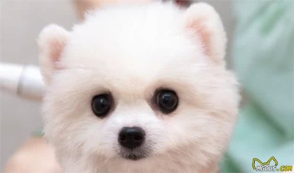常见宠物狗狗的简介及价格，你买贵了吗?