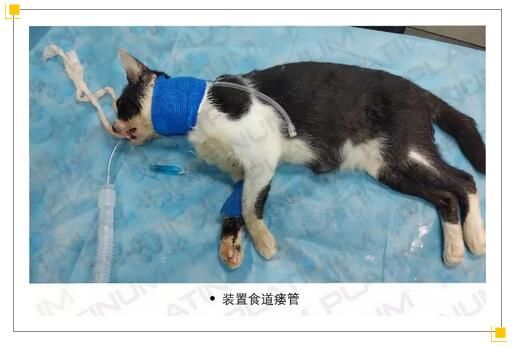 【宠物康复】一例猫口炎的全口拔牙联合多重激光治疗