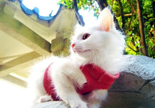 如何让猫咪不感染猫瘟