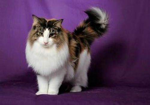 关于猫咪传染性腹膜炎