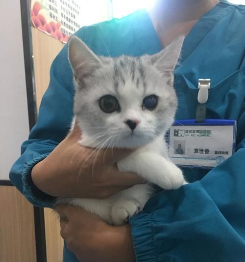 让你的宠物猫咪更健康，免疫加强不可少（从饮食、环境到接种）