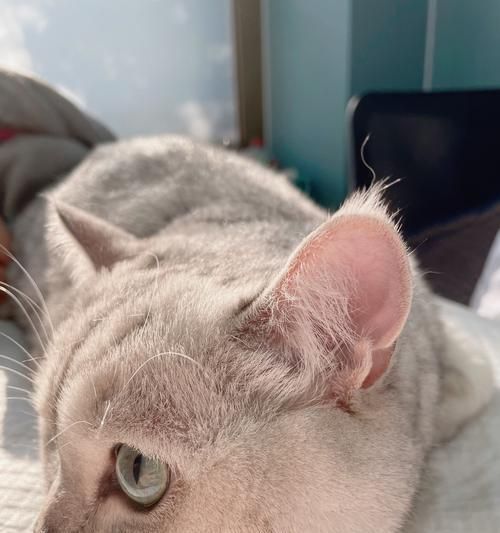 让你的宠物猫咪更健康，免疫加强不可少（从饮食、环境到接种）