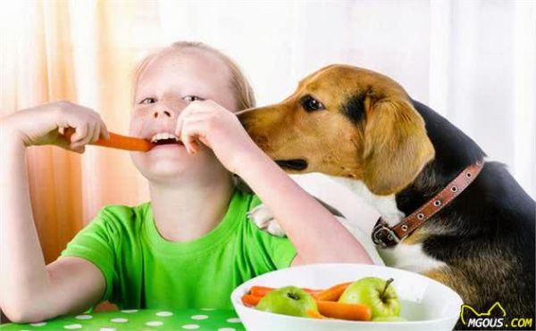 小知识：狗狗饮食也很重要，科学营养的搭配十分有必要