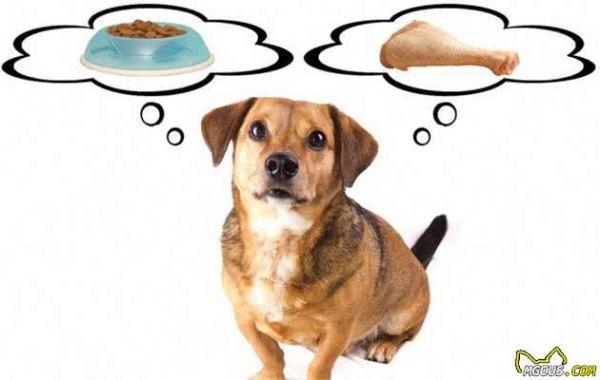 小知识：狗狗饮食也很重要，科学营养的搭配十分有必要