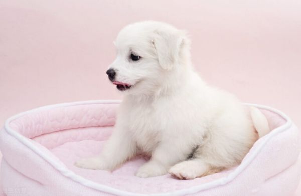 如何正确饲养狗狗?很简单就 6 点