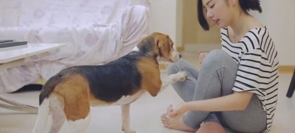 如何正确饲养狗狗?很简单就 6 点