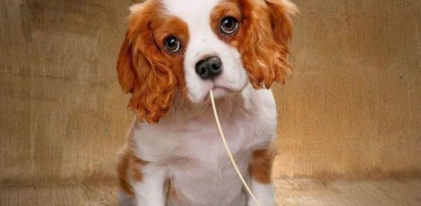 狗狗呕吐后应该吃什么（饮食安排让宠物更舒适）