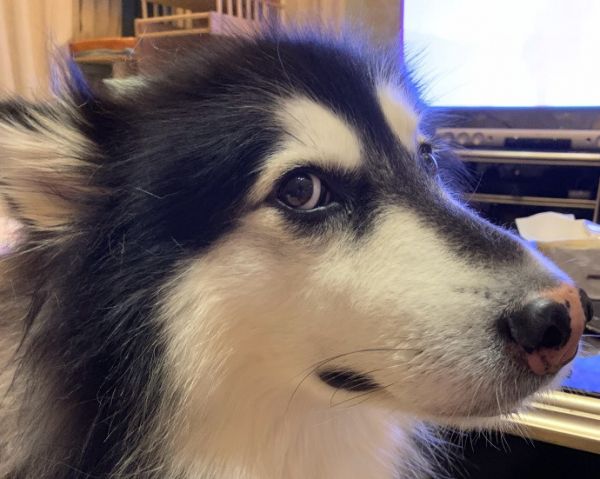知名的萌宠博主“国民老岳父公”，还有他的三条阿拉斯加犬
