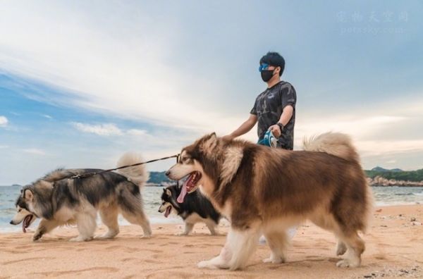 知名的萌宠博主“国民老岳父公”，还有他的三条阿拉斯加犬