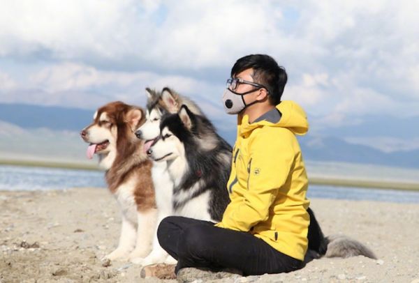 知名的萌宠博主“国民老岳父公”，还有他的三条阿拉斯加犬