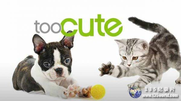 宠物纪录片《萌宠成长记 Too Cute》第一季