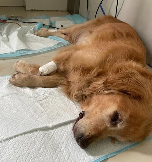 如何判断宠物狗是否患有胰腺炎（了解狗狗胰腺炎的症状和治疗方法）