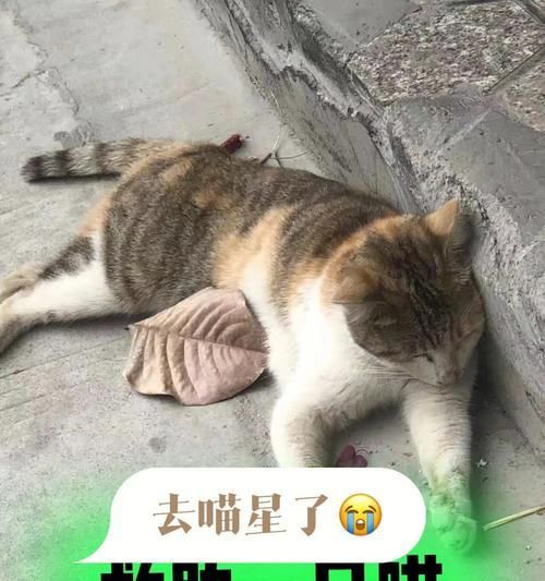 狗屁股流血死，原因竟是这个（揭开宠物狗屁股流血死背后的真相）