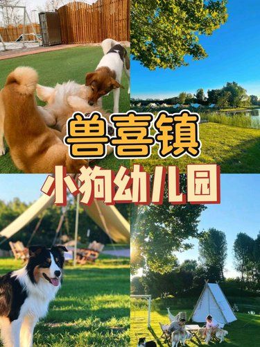 萌宠爸妈必看！你的宝贝有“托儿所”啦！