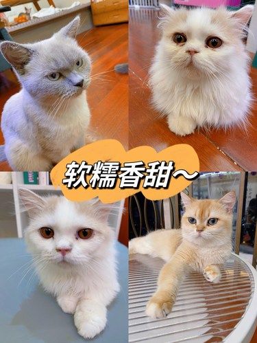 猫奴速来！这的哈基米又软又糯！划算！