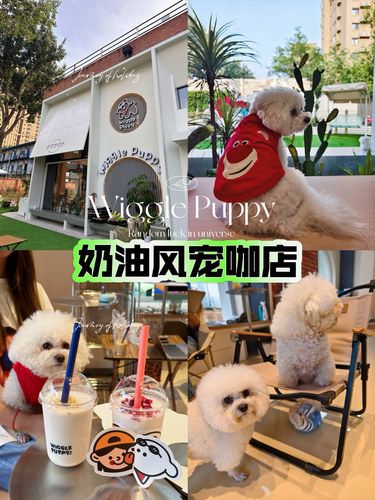 超萌宠物咖啡新店|关于狗狗应有尽有
