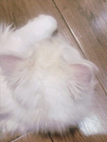 被恶意差评，猫猫们好委屈