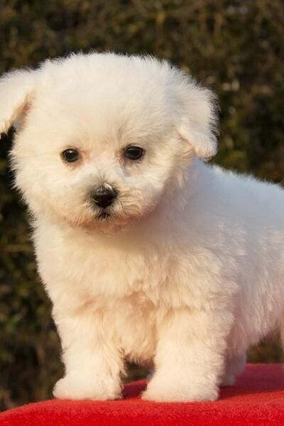 比熊幼犬多少钱一只?不同地区比熊犬价格差异