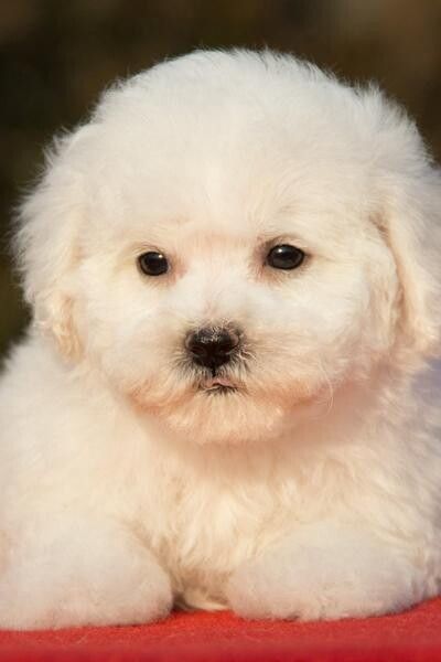 比熊幼犬多少钱一只?不同地区比熊犬价格差异