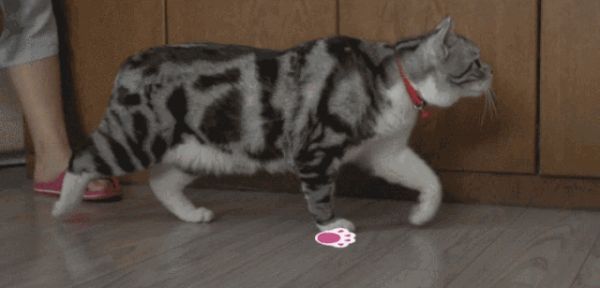 猫咪的这几种行为,代表不同的情绪,你读懂了几种?