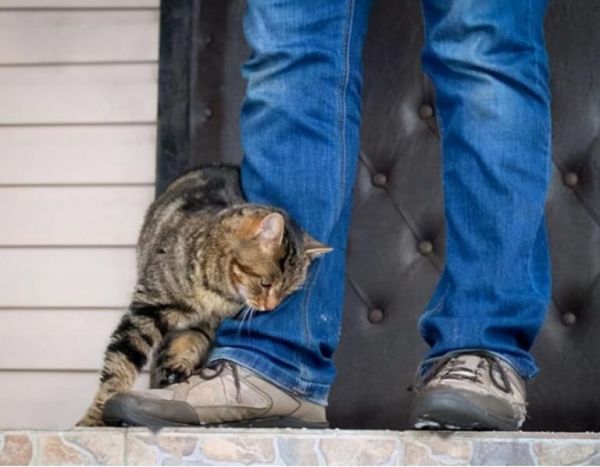 猫咪的这几种行为,代表不同的情绪,你读懂了几种?