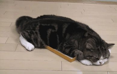 猫咪的这几种行为,代表不同的情绪,你读懂了几种?