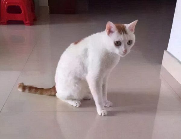 猫咪的这几种行为,代表不同的情绪,你读懂了几种?