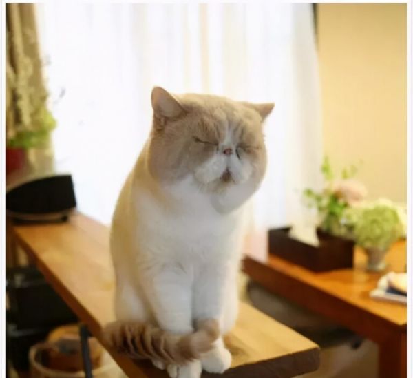 猫咪的这几种行为,代表不同的情绪,你读懂了几种?