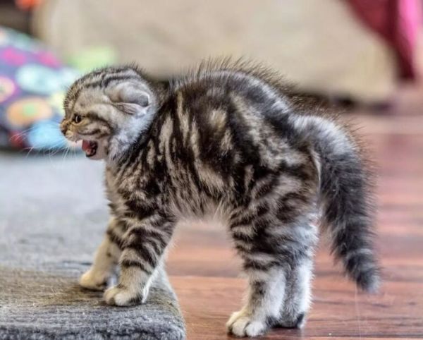 猫咪的这几种行为,代表不同的情绪,你读懂了几种?